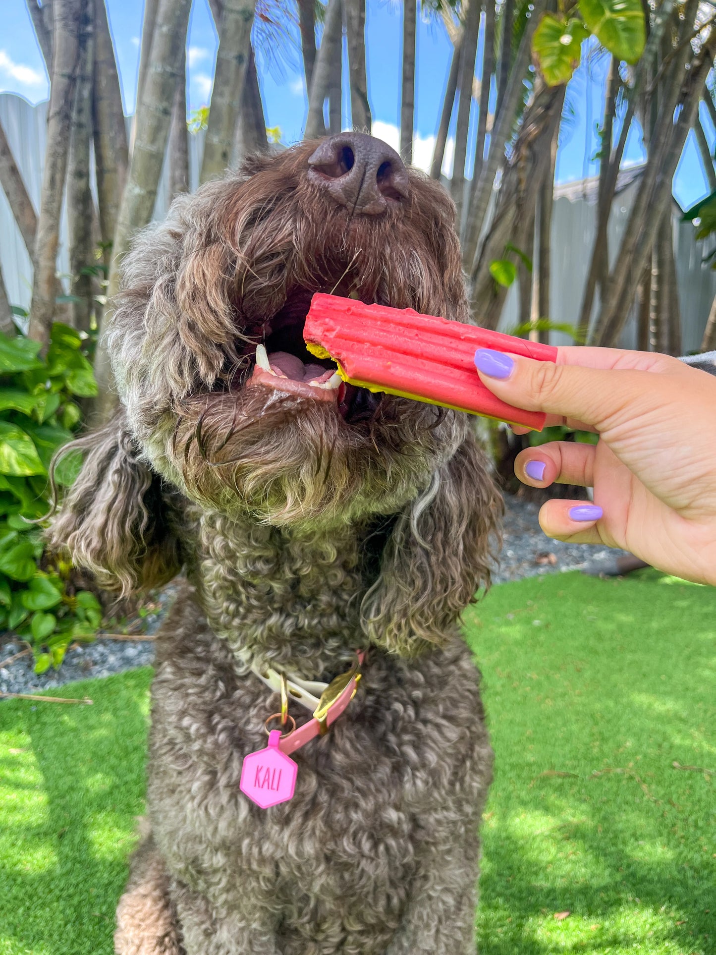 Ice Cream for Dogs!